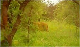 una rubia con 3 en un parque