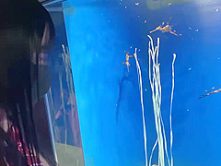 0001237_Japanese_Censored_MGS_19min