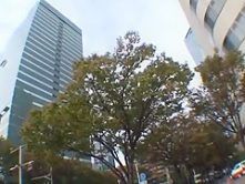 Best Japanese girl Mio Mikura, Chika Arimura, Misaki Akino in Hottest Secretary, Threesomes JAV video