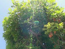 Fabulous Japanese model Haley Cummings in Hottest big natural tits, pov JAV video