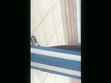 vdxbdxbdvd